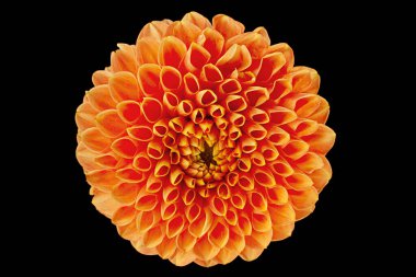 Aster çiçeği başı siyah arkaplanda izole edilmiş.