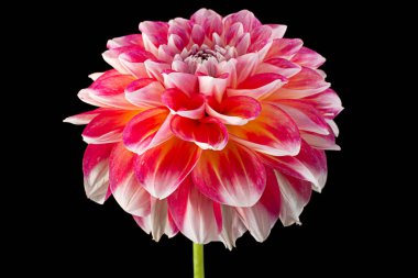 Aster çiçeği başı siyah arkaplanda izole edilmiş.