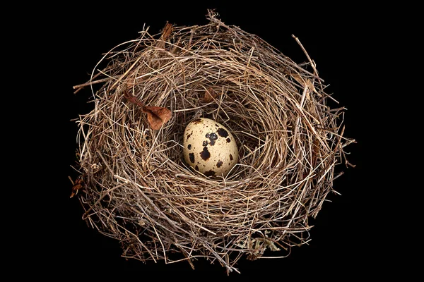 Ninho Pássaros Com Ovos Isolados Fundo Preto — Fotografia de Stock