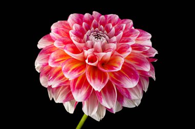 Aster çiçeği başı siyah arkaplanda izole edilmiş.