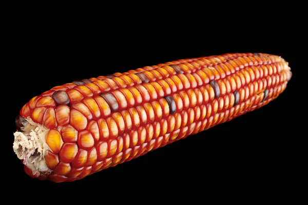 Декоративные Многоцветные Семена Кукурузы Крупным Планом Изолированы Черном — стоковое фото