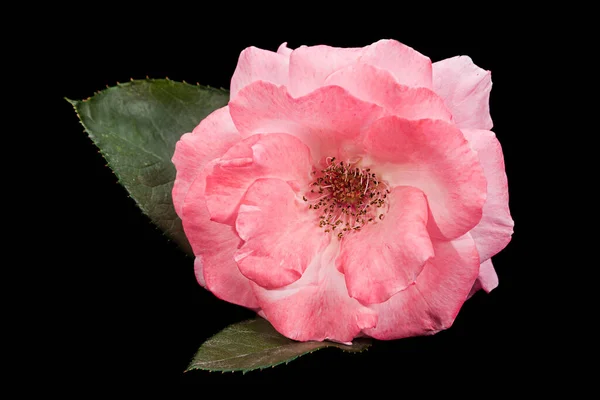 Pink wild rose flower closeup isolated on black background