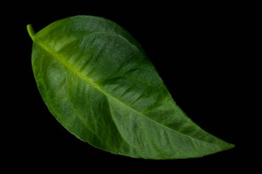 Turuncu meyve kaplama yaprağı siyah arkaplanda izole