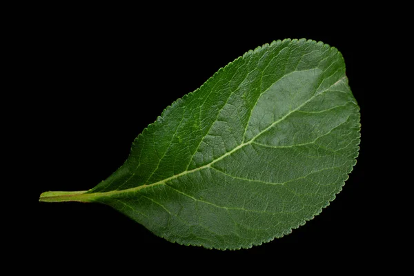Śliwka Zielony Liść Zbliżenie Solated Czarnym Tle — Zdjęcie stockowe