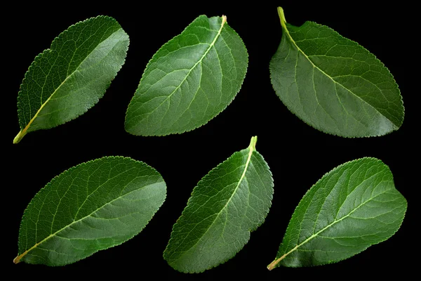 Blomme Grønt Blad Closeup Isoleret Sort Baggrund - Stock-foto