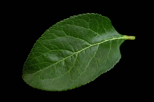 Ameixa Folha Verde Closeup Isolado Fundo Preto — Fotografia de Stock