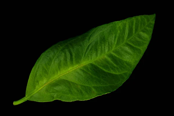 Laranja Frutas Closeup Folha Isolada Fundo Preto — Fotografia de Stock