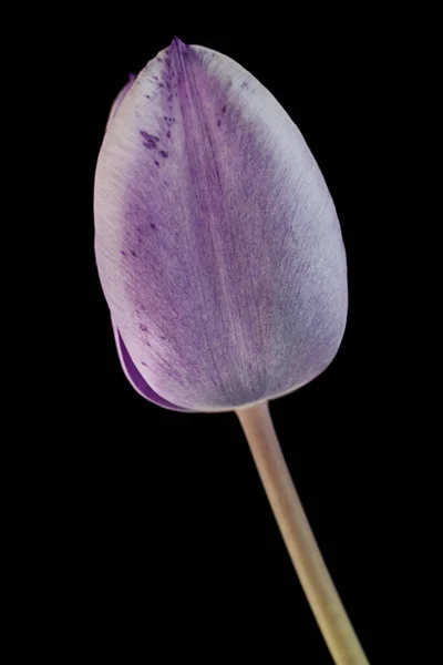 Flor Tulipán Púrpura Primer Plano Aislado Sobre Fondo Negro — Foto de Stock