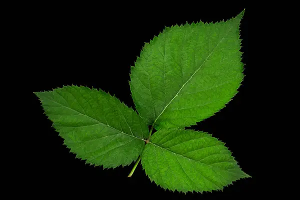 Brombær Blad Closeup Isoleret Sort Baggrund - Stock-foto