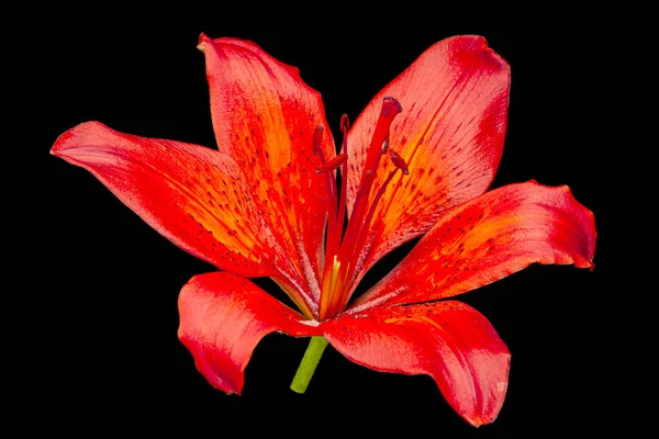 Lys Rouge Tête Fleur Isolé Sur Fond Noir — Photo