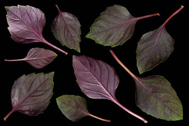 Siyah arkaplanda yalıtılmış mor fesleğen otu