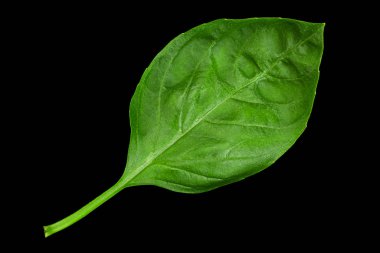 Siyah arkaplanda yeşil fesleğen otu