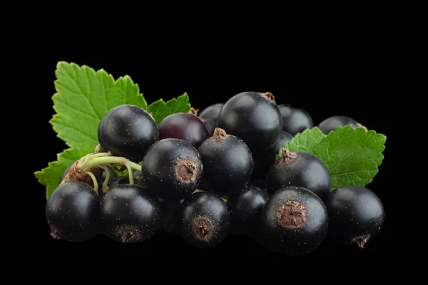 Hitam Currant Berry Closeup Terisolasi Latar Belakang Hitam — Stok Foto