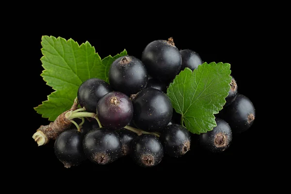 Hitam Currant Berry Closeup Terisolasi Latar Belakang Hitam — Stok Foto
