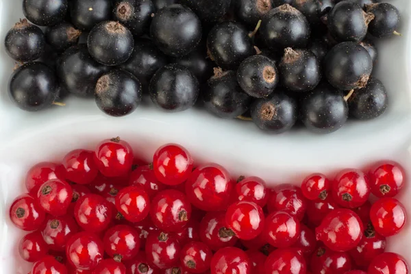 Buah Beri Kismis Hitam Dan Merah Terisolasi Pada Latar Belakang — Stok Foto