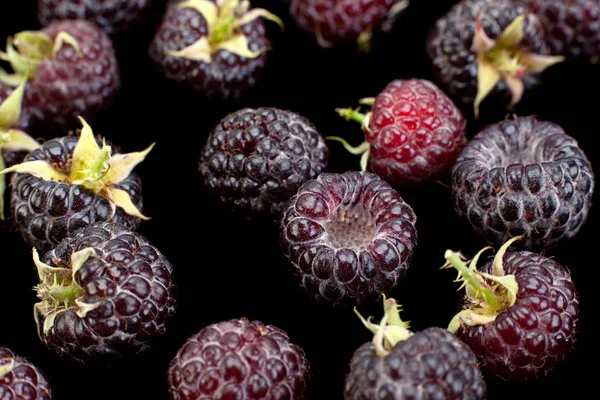 Owoce Cumberland Malina Hybrydowa Tle Jeżyny — Zdjęcie stockowe