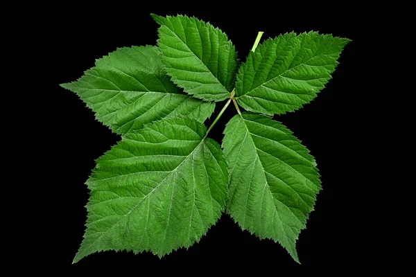 Brombær Blad Closeup Isoleret Sort Baggrund - Stock-foto