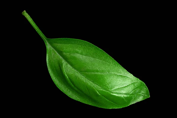 Herbe Basilic Vert Isolée Sur Fond Noir — Photo