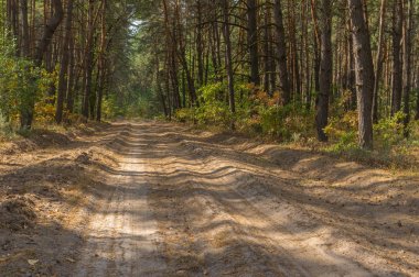 Yaz yatay, çam ormanı içinde boş bir kumlu yol 