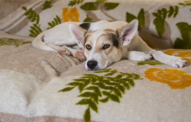 Üzgün çapraz-breed Avcılık ve Kuzey köpek bir koltukta yalan ve işten sonra eve dönen usta bekliyor