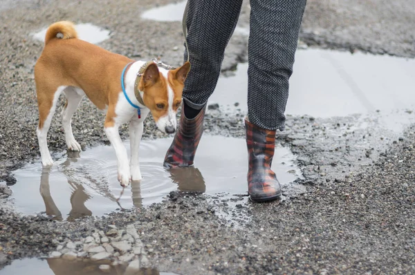 Yağmur suyu havuzları ile spring Caddesi'nde yürürken alçaklık köpek nefret