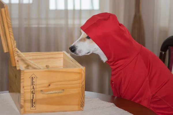 Curious Dog Wearing New Garment Looking Mysterious Opened Wooden Box — Stock Photo, Image
