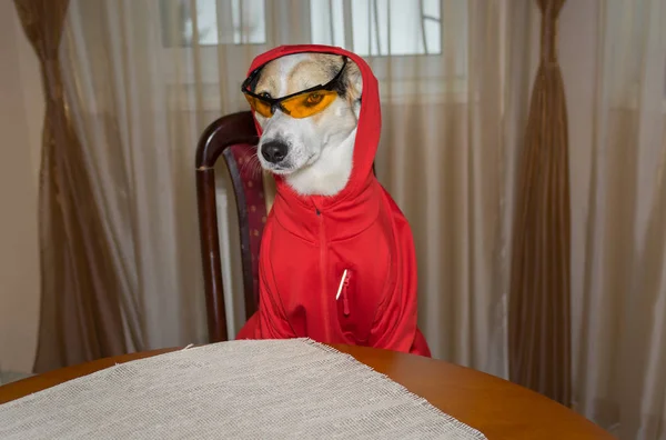Indoor portrait of self-confident dog fit new garment while sitting on a chair at the table. The dog is ready for seasonal running.