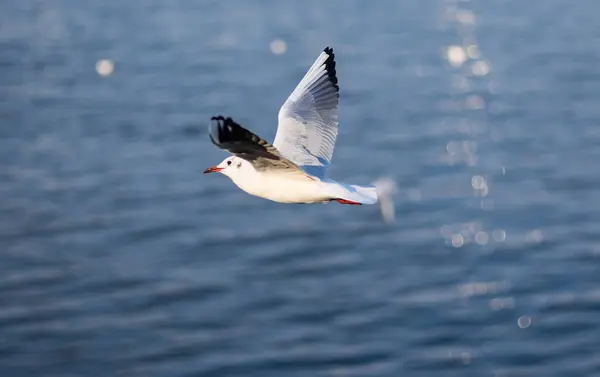 Graciösa Gull Fluga Över Höstlig Dnjepr Floden Ukraina — Stockfoto