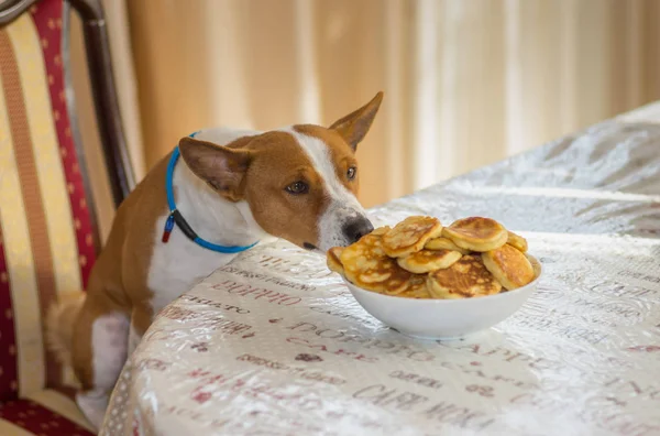 Basenji Perro Sentado Una Silla Mesa Tratando Robar Deliciosos Panqueques — Foto de Stock