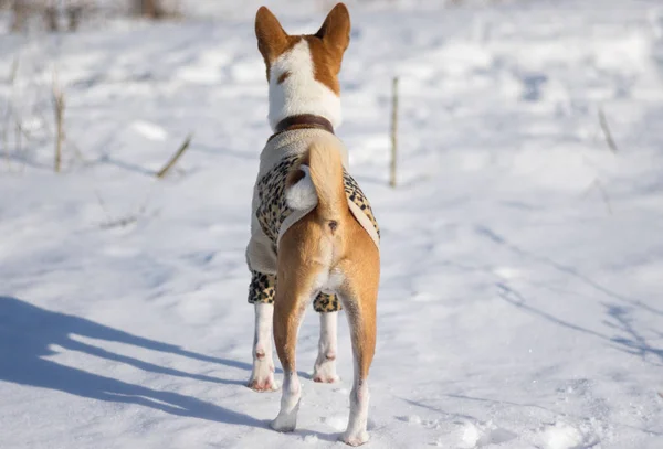 Cão Basenji Observando Seu Território Antes Caçar Pequenos Roedores Sob — Fotografia de Stock