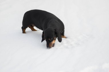 Taze kar açık oynarken yeme dachshund köpek