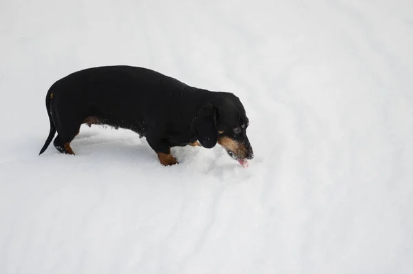 Female of dachshund dog eating snow while playing outdoor at winter season