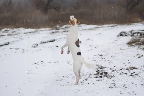 Biały Pies Mieszany Tańczy Tylnej Nodze Ciesząc Się Pierwszym Śniegiem — Zdjęcie stockowe
