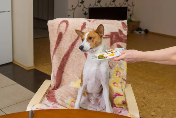 Basenji Muestra Insatisfacción Sentado Mesa Esperando Maestro Camarero Sería Más — Foto de Stock