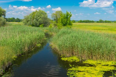 Yaz yatay, küçük nehir Merla büyümüş taze sopa ile Poltavskaya oblast, Ukraine