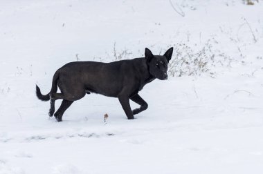 Bölgesini koruyan siyah sokak köpeği taze bir karla koşuyor.