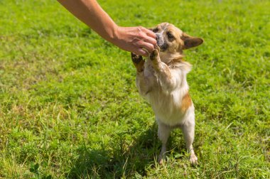 Ana besleme şirin küçük karışık doğurmak köpek engel arka ayakları üzerinde 
