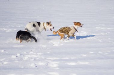 Siyah ve beyaz ile oynayan bir kış palto giyiyor alçaklık cins köpekler karışık.