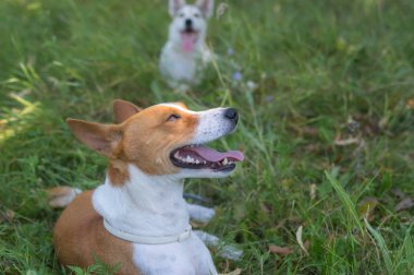 Yaz çim dinlenme mutlu alçaklık köpek portresi