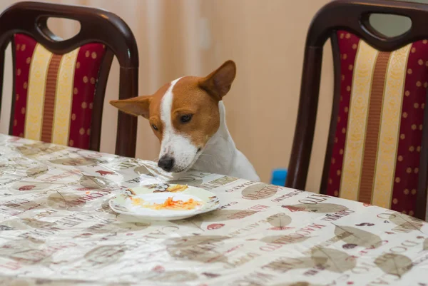 Νεαρό Basenji Σκυλί Αναρωτιέται Γιατί Πλοίαρχος Θέσει Στο Τραπέζι Των — Φωτογραφία Αρχείου