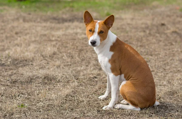 Zralé Basenji Pes Sedí Zemi Teplý Jarní Den — Stock fotografie