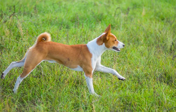 Genç Basenji köpeği sonbahar tarlasında koşuyor. 