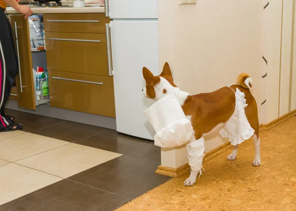 Solicitous Perro Basenji Con Uniforme Cocinero Buscando Cocina Para Ayudar — Foto de Stock