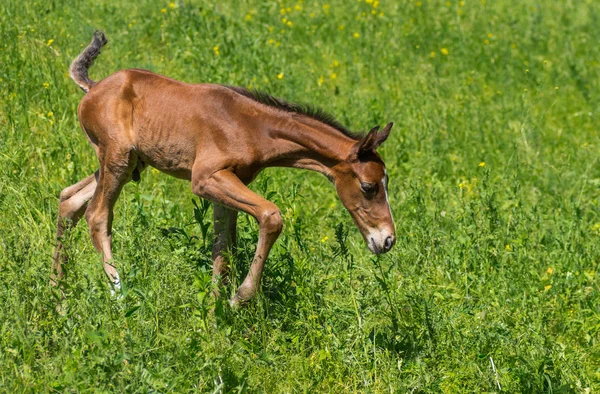 Potro Recém Nascido Fazendo Primeiros Passos Pasto Primavera — Fotografia de Stock