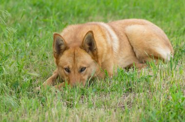 Bahar çimen içinde yalan ve izlerken karışık cins kırmızı köpek