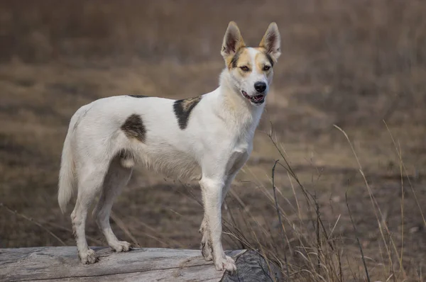 Retrato Raza Cruzada Caza Perro Blanco Del Norte Pie Sobre —  Fotos de Stock