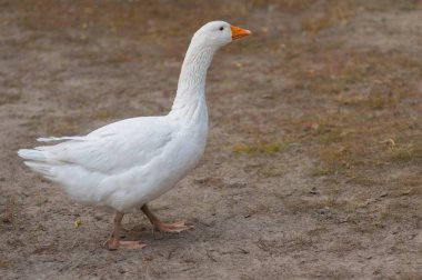 Büyük beyaz yerli kaz yere Sonbahar sezonu yürüyüş