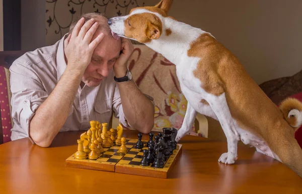 Umutsuzca yalama onun rakip satranç aile turnuva boyunca şirin alçaklık köpek