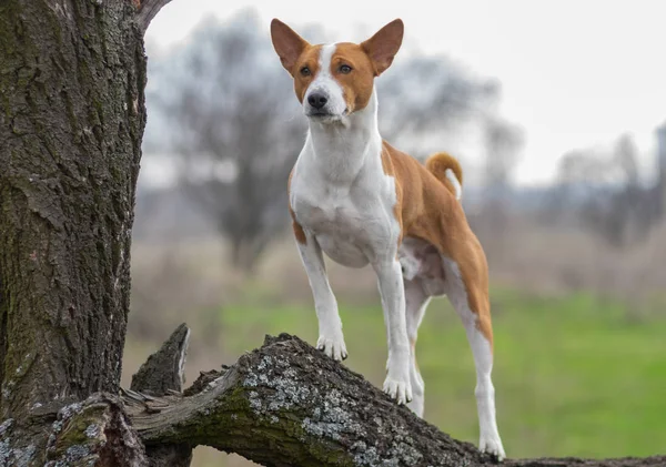 Oudere Basenji Hond Rondkijken Haar Grondgebied Staande Een Boomtak — Stockfoto