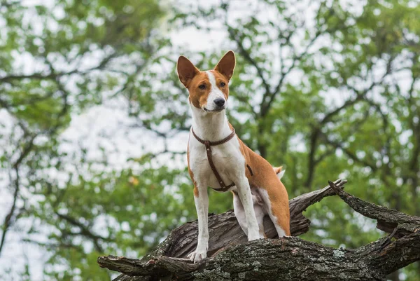 Valiente Perro Basenji Pie Sobre Una Rama Árbol Mirando Hacia —  Fotos de Stock